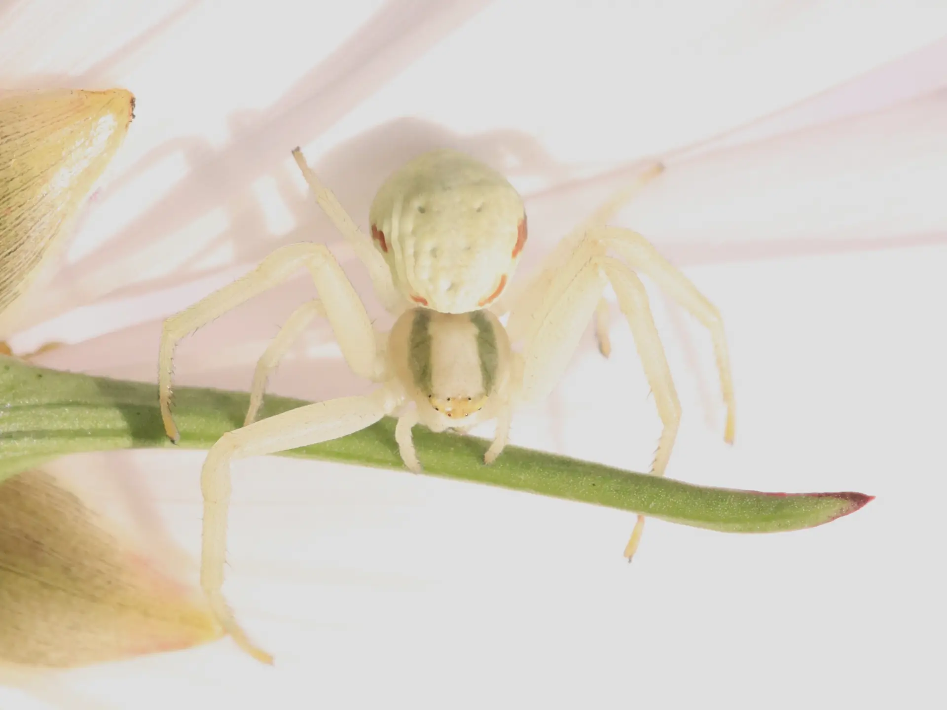 Misumena vatia © Richard Vandersteen